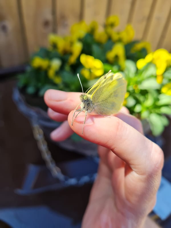 Cabbage White